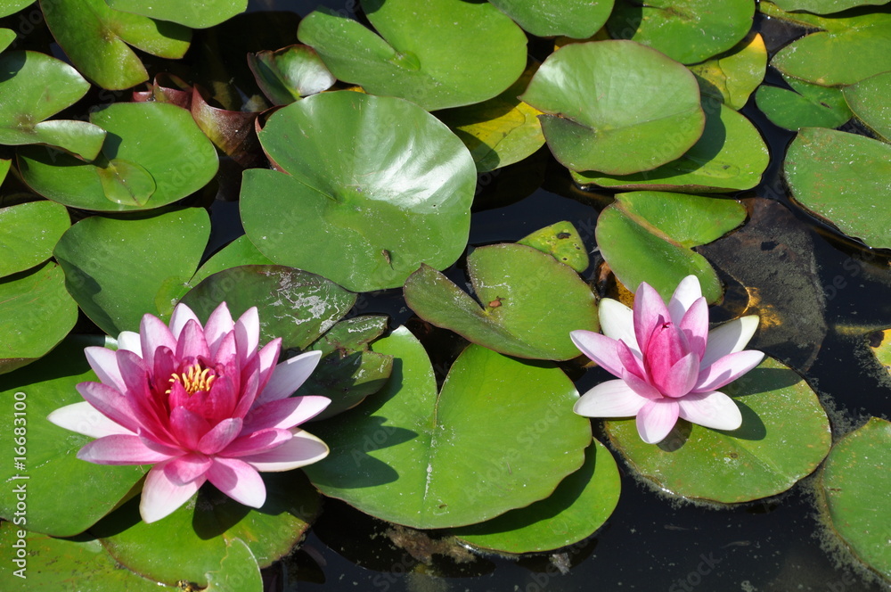 Wasserrose Wasserrose