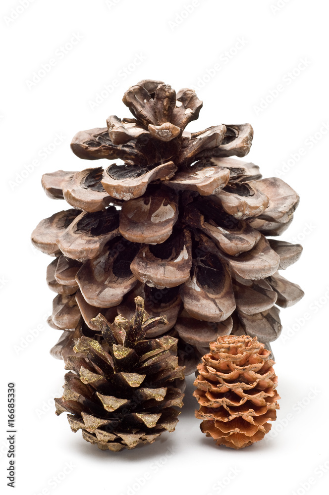 Three pine cones Three pine cones