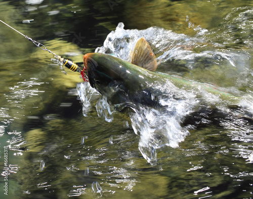 . Kamchatka steelhead (Salmo mykiss )