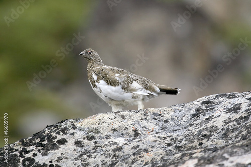 Ptarmigan (Lagopus mutus) photo