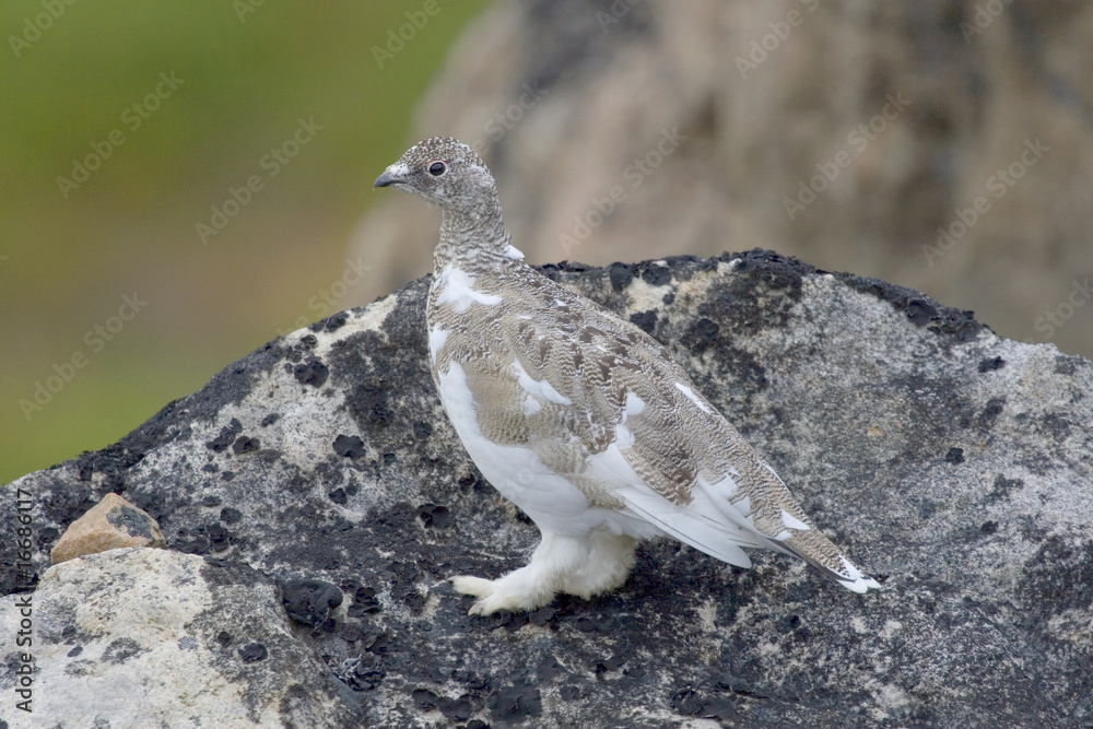 Ptarmigan (Lagopus mutus) Ptarmigan (Lagopus mutus)