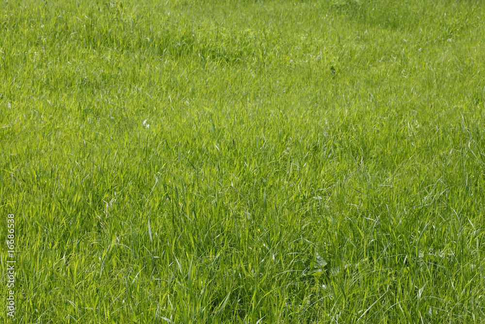 Green grass field Green grass field