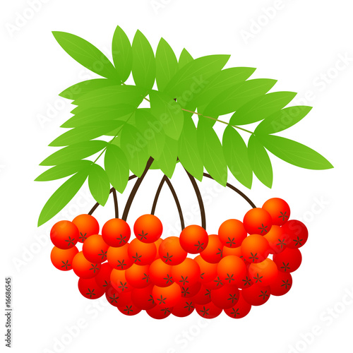Ashberry