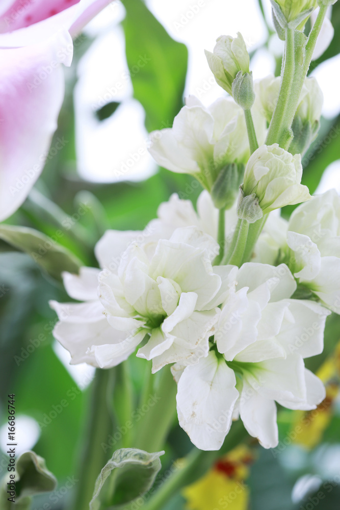 Fototapeta premium フラワーアレンジメント