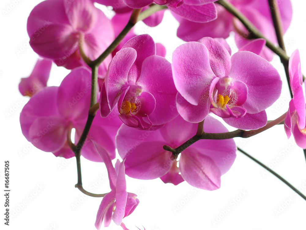 orchidee orchidee