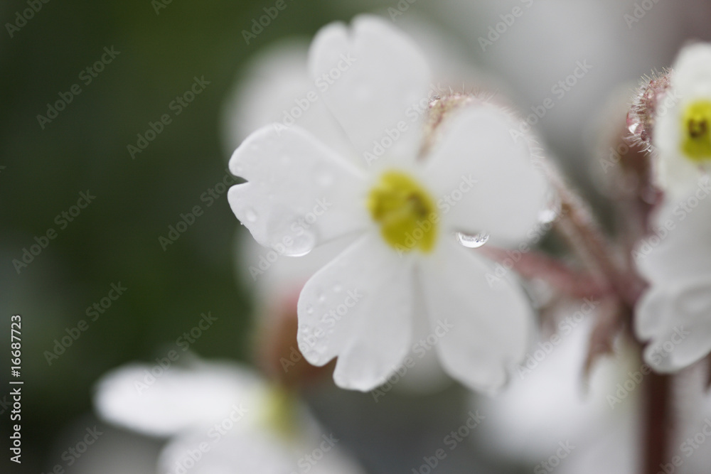プリムラシネンシス Images Browse 3 Stock Photos Vectors And Video Adobe Stock