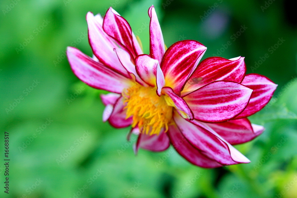 Obraz premium flower