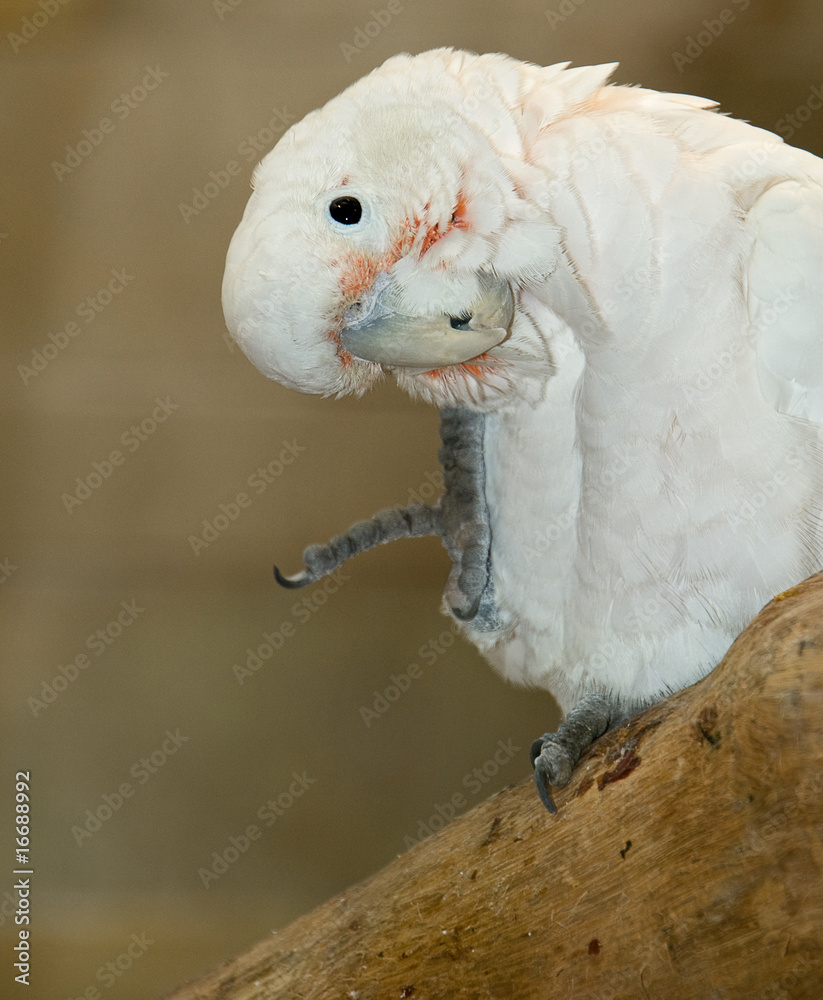 Obraz premium kakadu