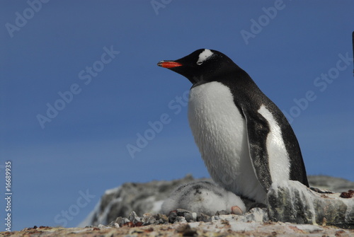 Gentoo Penguin  with chiks