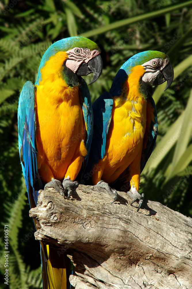 Parrots