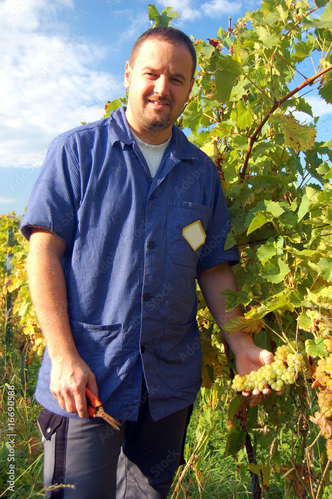 Fototapeta premium Harvesting grape