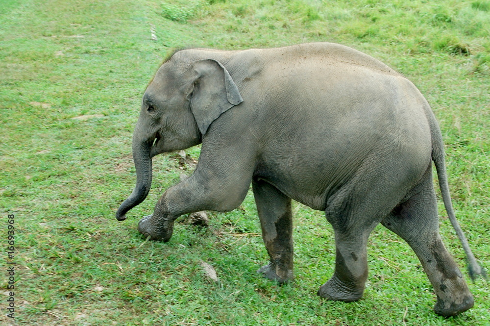Fototapeta premium young male elephant on grassland in sauraha Nepal