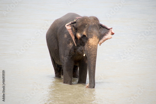 Fotografie Grown-up male elephant crossing Bagmati river Nepal