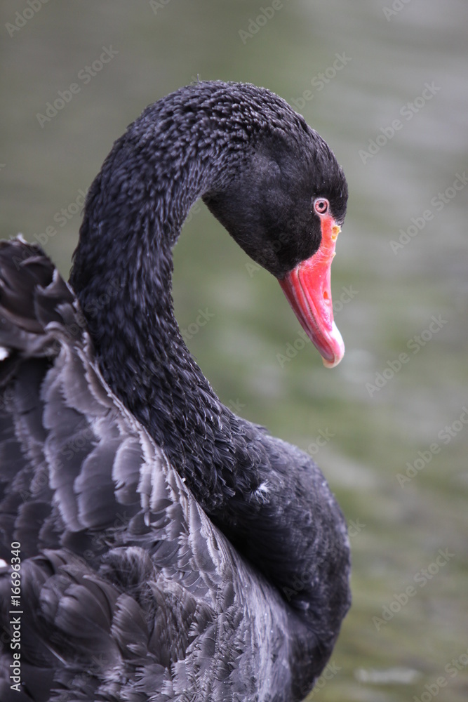 Fototapeta premium Trauerschwan