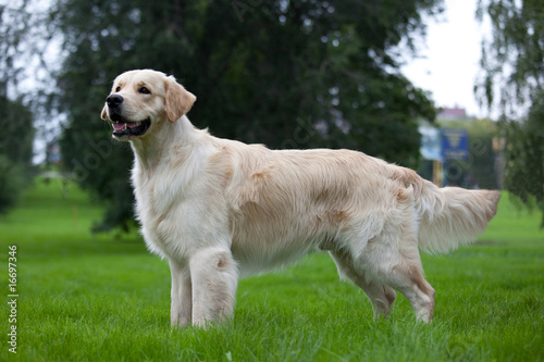 Dog golden retriever on green grass