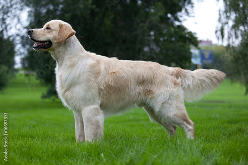 Dog golden retriever on green grass