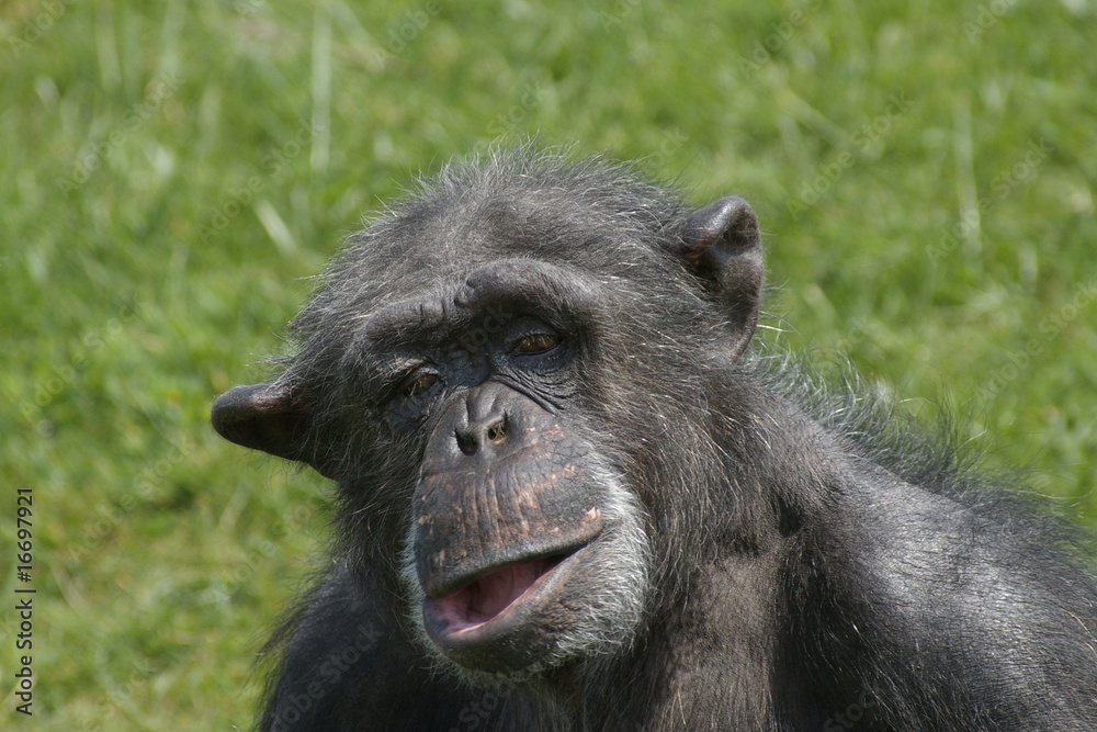 Portrait of an old chimpanzee with a funny face Portrait of an old chimpanzee with a funny face