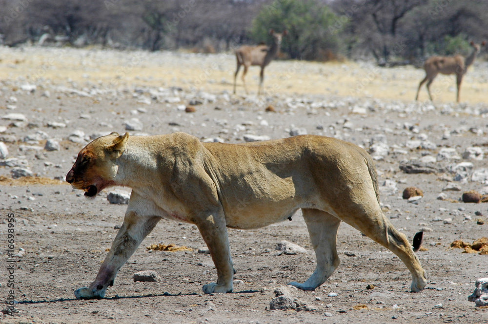 Löwin im Etosha Nationalpark, Namibia Löwin im Etosha Nationalpark, Namibia