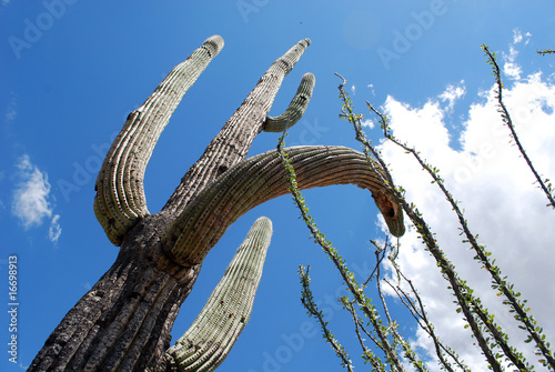 Giant Cactus in Arizona