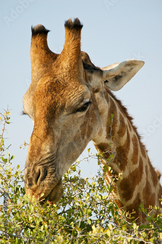 Fototapeta Naklejka Na Ścianę i Meble -  Giraffe im Etosha Nationalpark, Namibia
