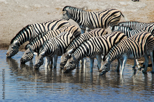Zebras am Wasserloch im Etosha Nationalpark  Namibia
