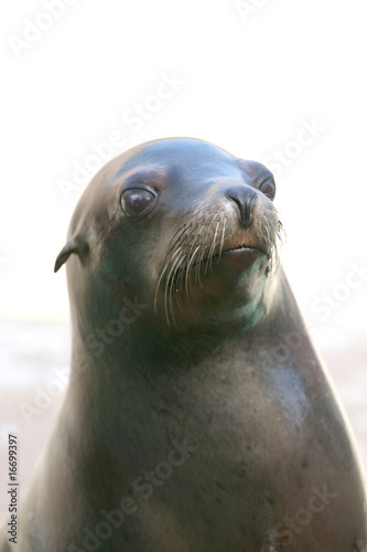 seal nose
