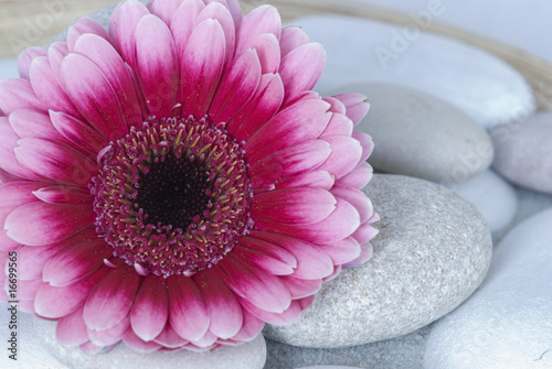 Gerbera Blüte