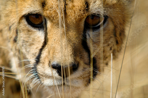 Gepard im Etosha Nationalpark, Namibia