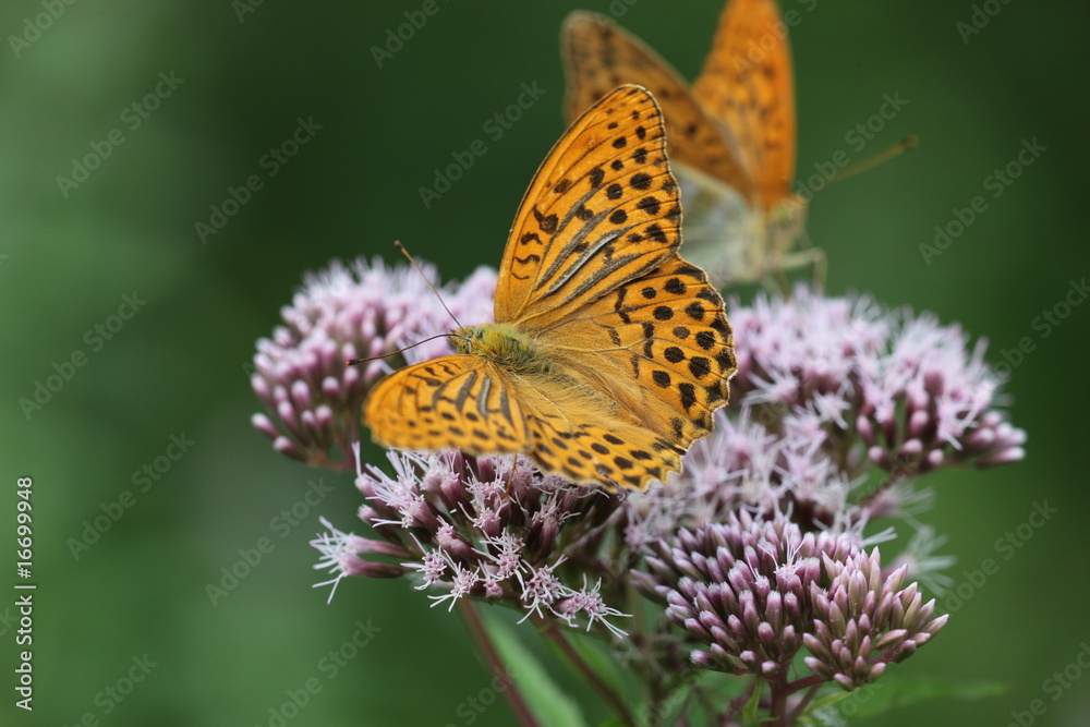 Couple of Argynnis paphia - Silver-washed Fritillary 3 Couple of Argynnis paphia - Silver-washed Fritillary 3