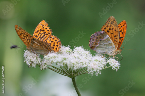 Couple of Argynnis paphia - Silver-washed Fritillary 2