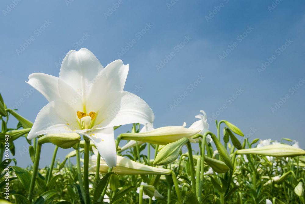 Fototapeta premium White lily