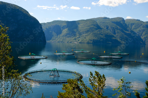 Lachszucht in Norwegens Fjorden