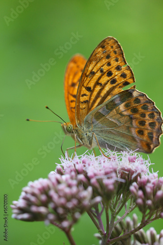 Argynnis paphia - Silver-washed Fritillary 6