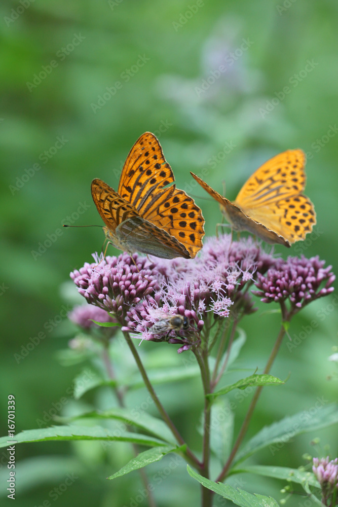 Argynnis paphia - Silver-washed Fritillary 3 Argynnis paphia - Silver-washed Fritillary 3