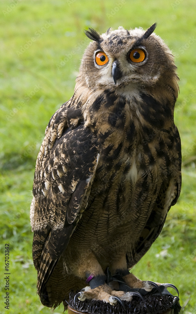 Naklejka premium owl