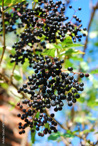 black elderberry
