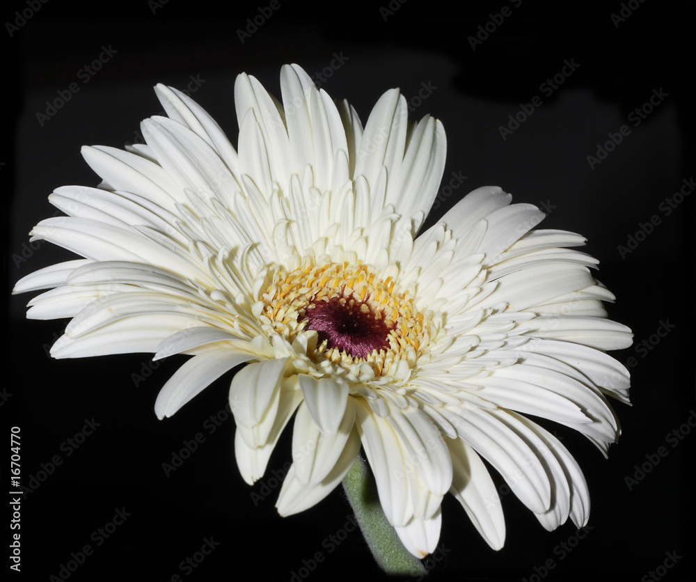 flor margarita gerbera blanca Stock Photo | Adobe Stock