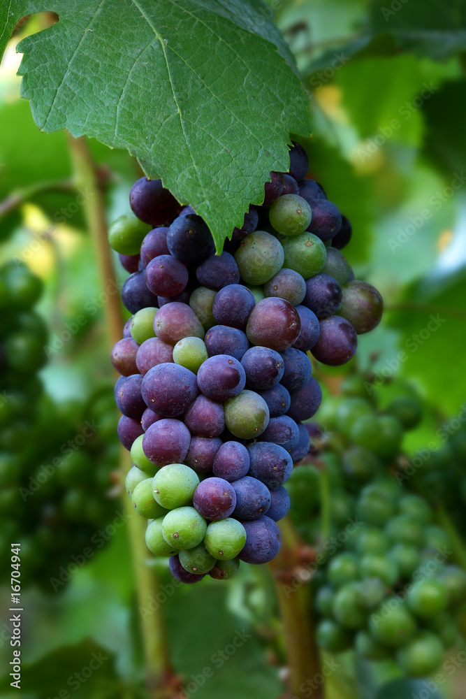 Pinot Noir Grapes During Veraison