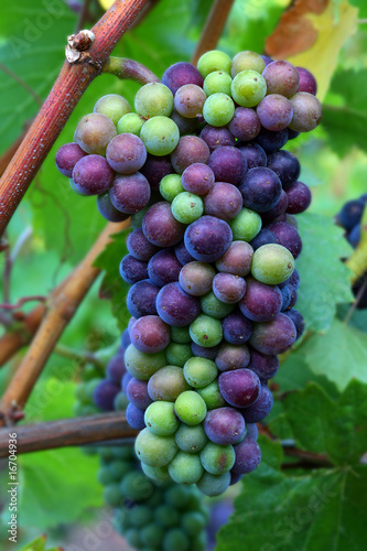 Pinot Noir Grapes During Veraison