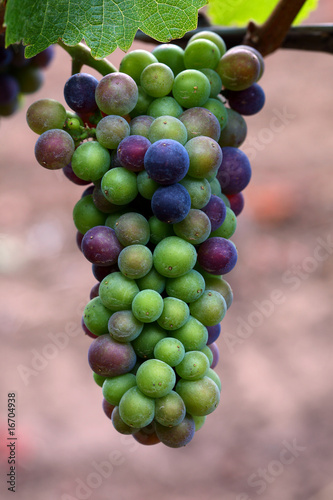 Pinot Noir Grapes During Veraison