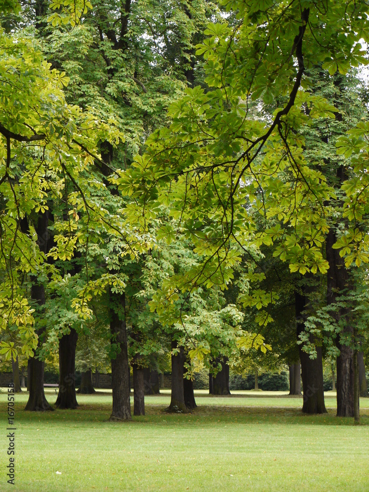 Naklejka premium Bäume