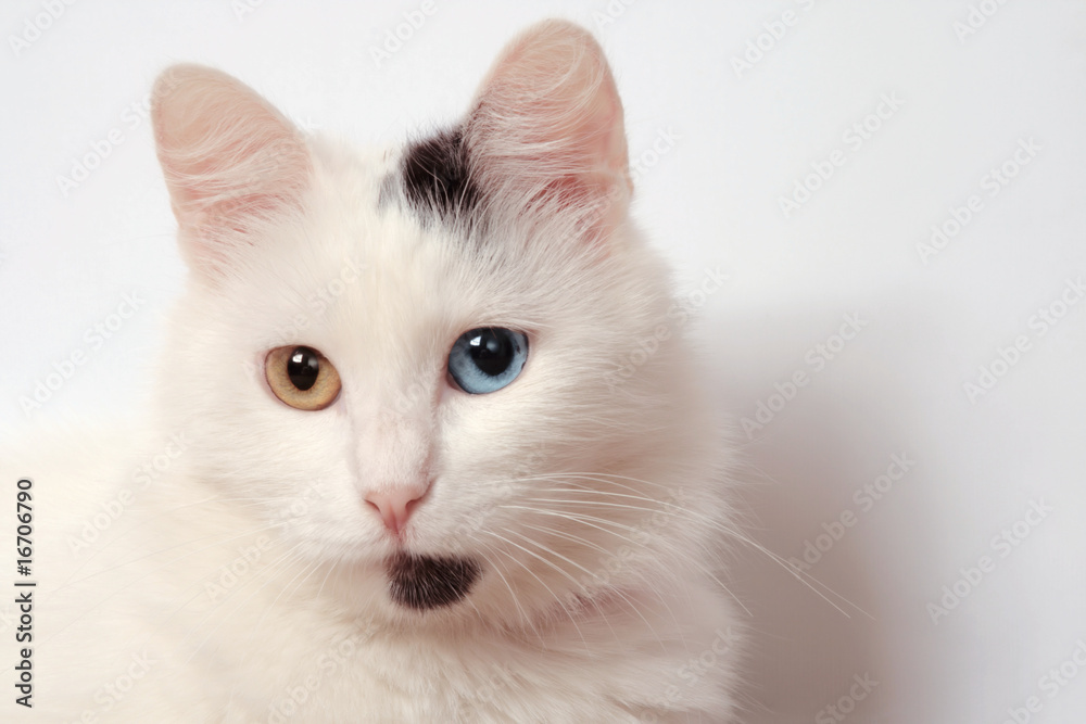 Unusual white lady-cat with the different colored eyes