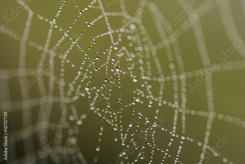 Wet Spider's Web