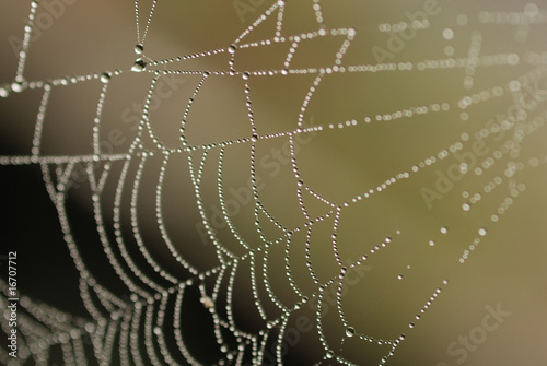 Morning Spider's Web