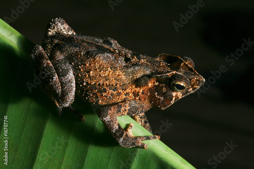 crested toad