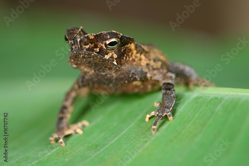crested toad