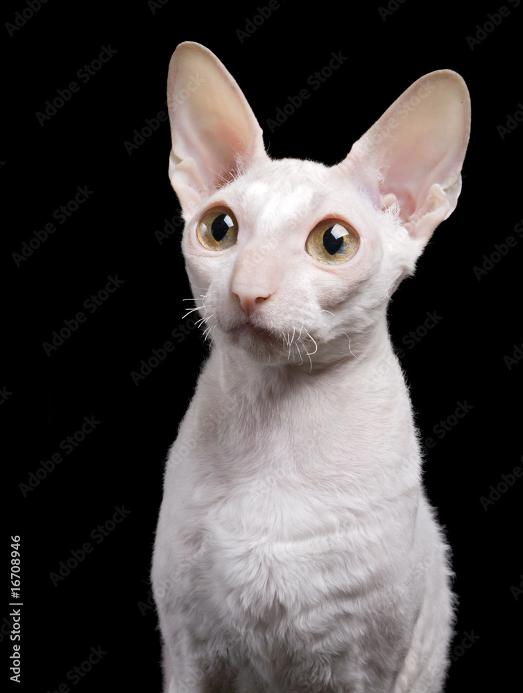 portrait of white cat