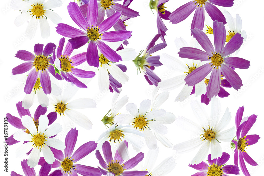 flowers flowers