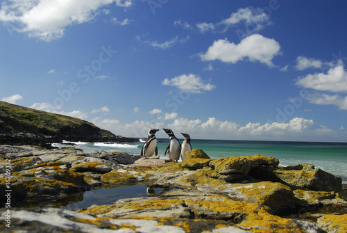 Magellanic penguins photo