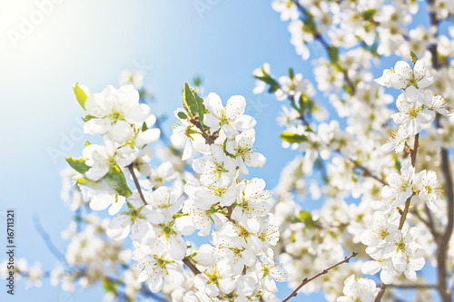 Wallpaper Mural Spring flowers blossom and sun Torontodigital.ca
